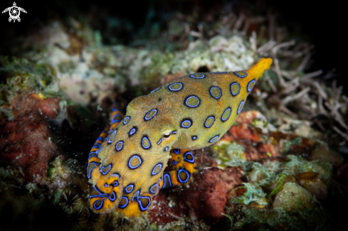 A Hapalochlaena | Blue-ringed Octopus