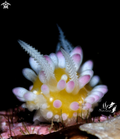 A Cadlinella Ornatissima | Bubble gum nudibranch 