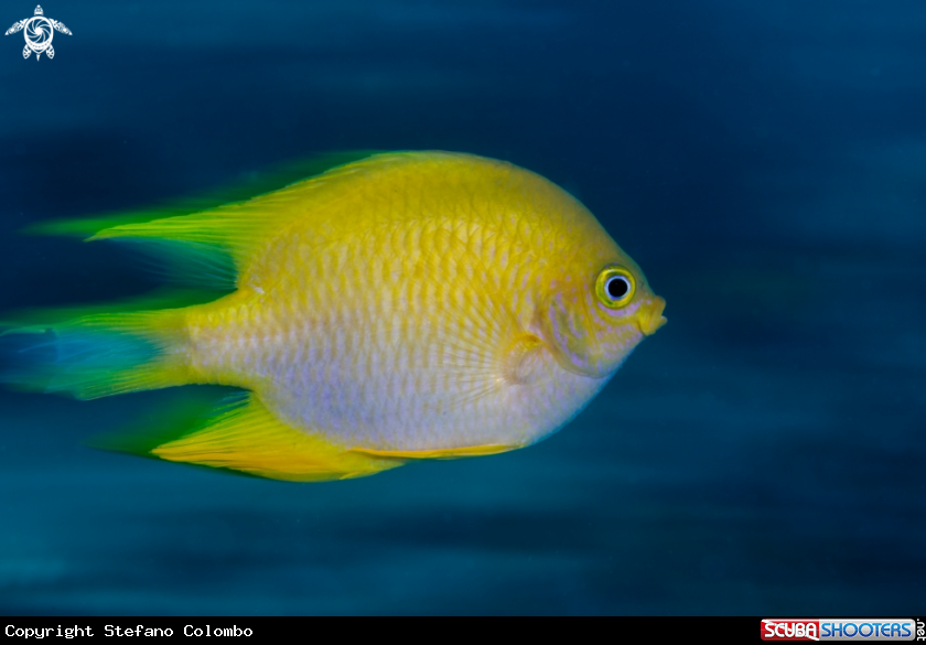 A Yellow Damsel fish