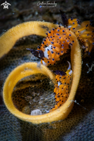 A Favorinus tsuruganus | Nudibranch