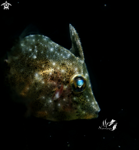 A Filefish juvenile 