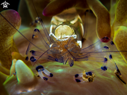 A Periclimenes brevicarpalis | Clown Anemone Shrimp