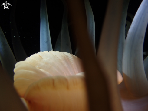 A Bolocera tuediae | deeplet sea anemone