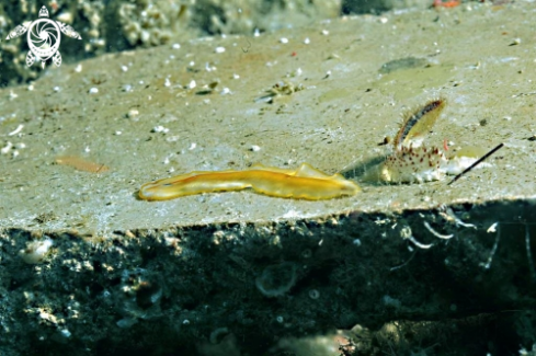 A Deep Sea Squat Lobster