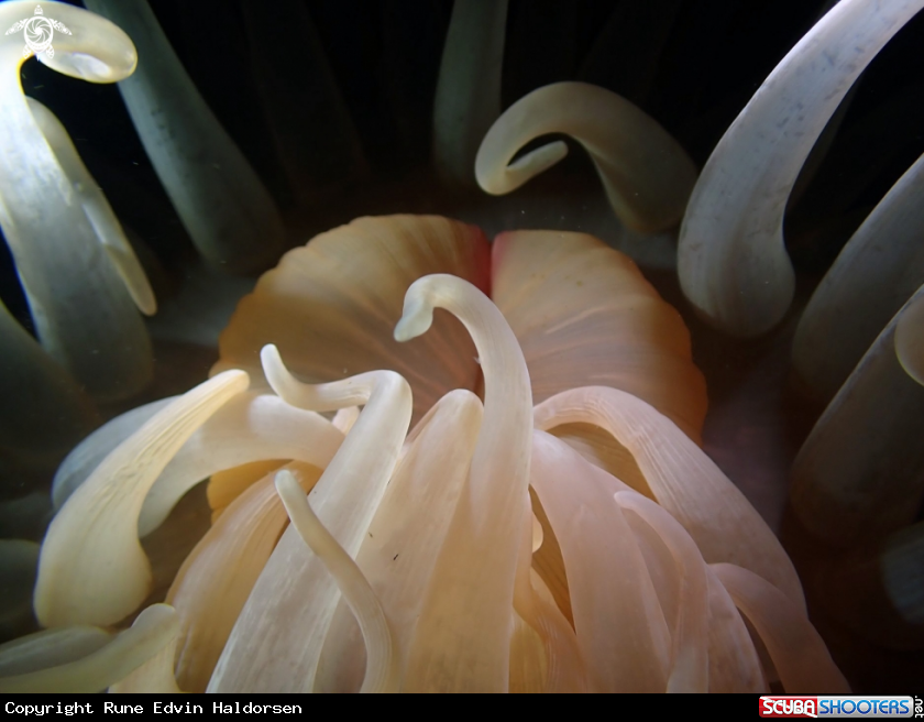 A Deeplet sea anemone