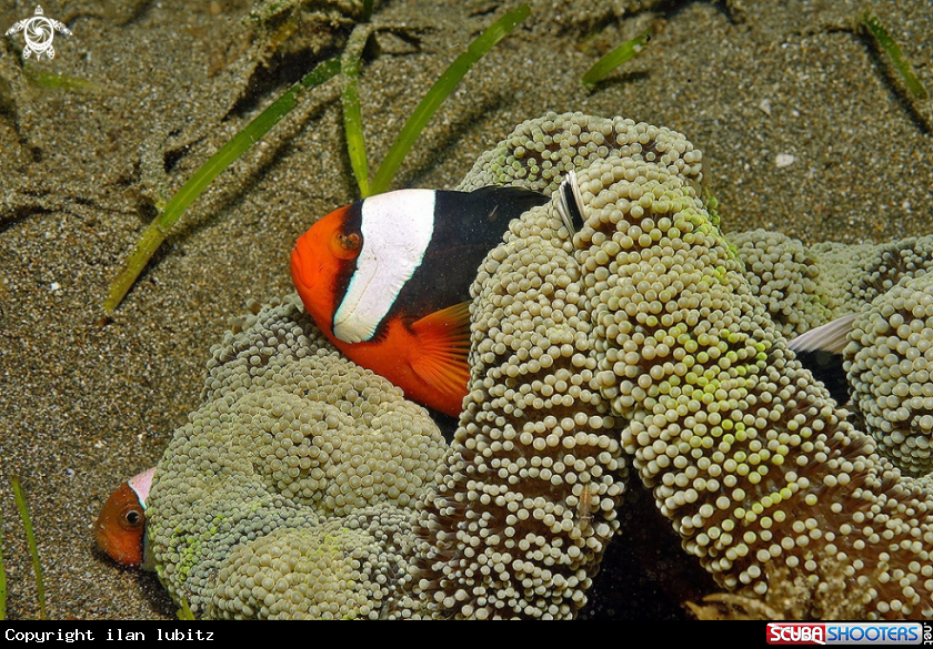 A clown anemone fish