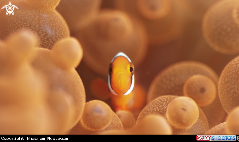A Red sea anemonefish