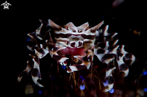 A Zebroid | Zebra Crab