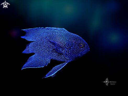 Western Blue Devil  Fish