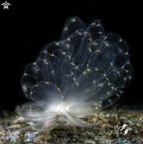 A Cyerce sp. | Butterfly nudibranch 