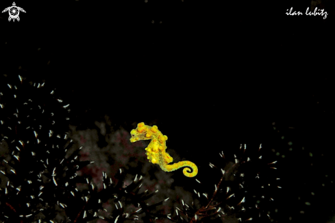 A pygmy sea horse
