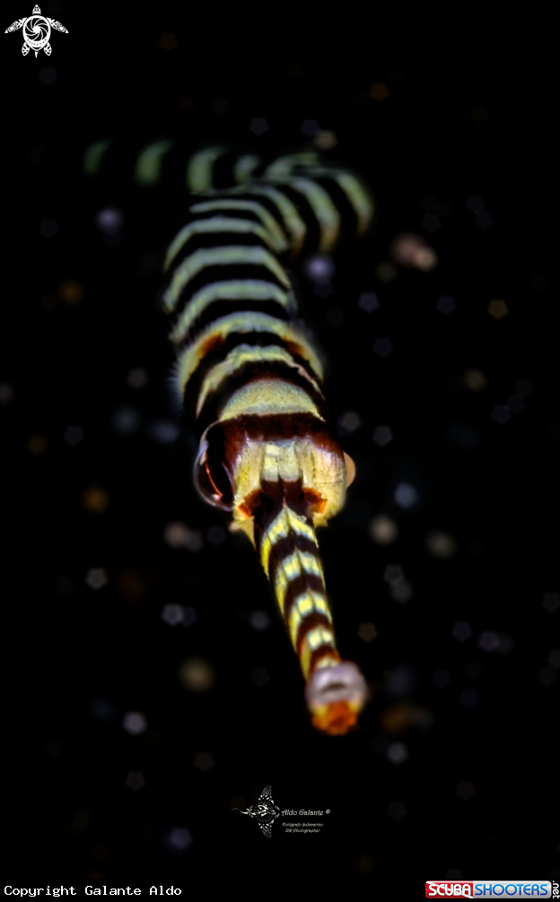 A Yellow Banded Pipefish