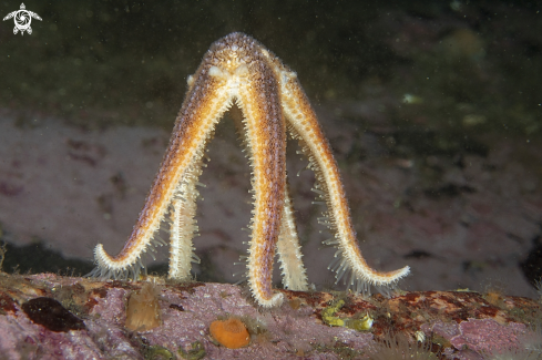A Asterias rubens | Common starfish