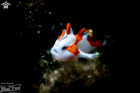 A Tiny Frogfish