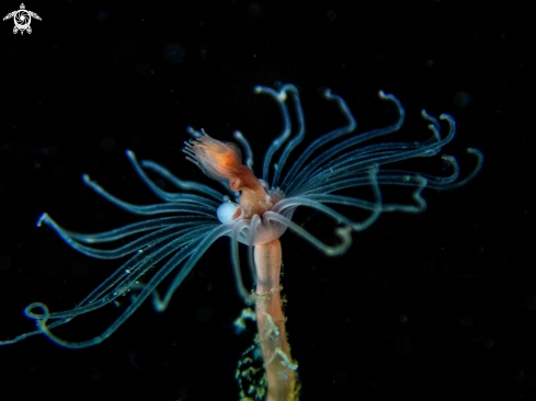 A Tubularia indivisa | Oaten pipes hydroid