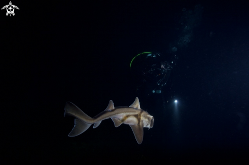 Portjackson Shark
