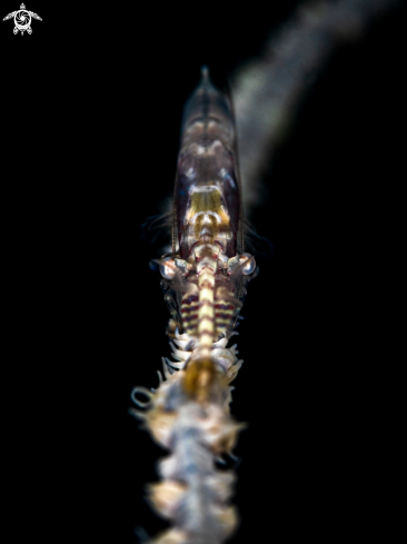 A Tozeuma armatum | Sawblade Shrimp 