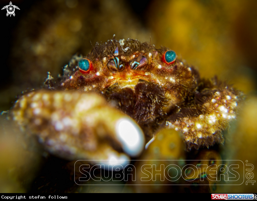A Furry Coral Crab 