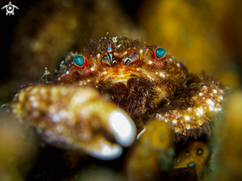 A Cymo melanodactylus | Furry Coral Crab 
