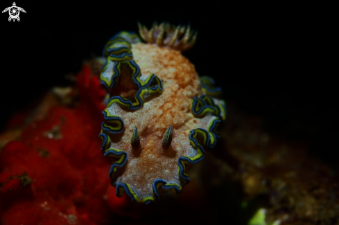 A Glossodoris acosti | Nudibranch