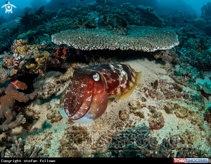 A Reef Cuttlefish