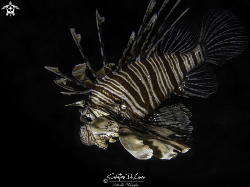A Pterois sp | lionfish