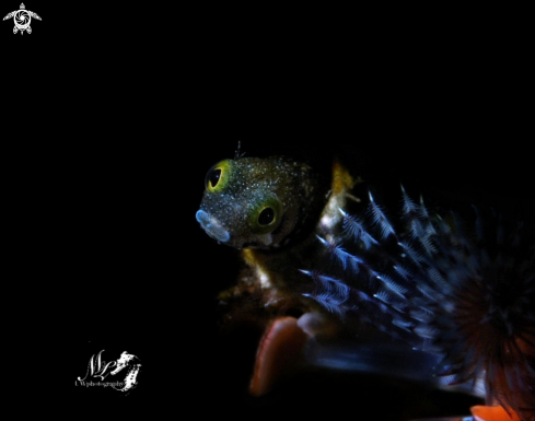 A Acanthemblemaria spinosa  | Spinyhead Blenny 