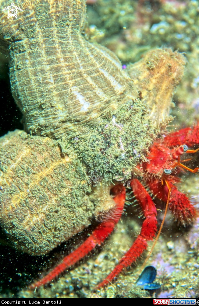 A hermit crab