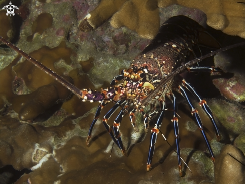 A Panulirus pascuensis | Lobster of Rapa Nui