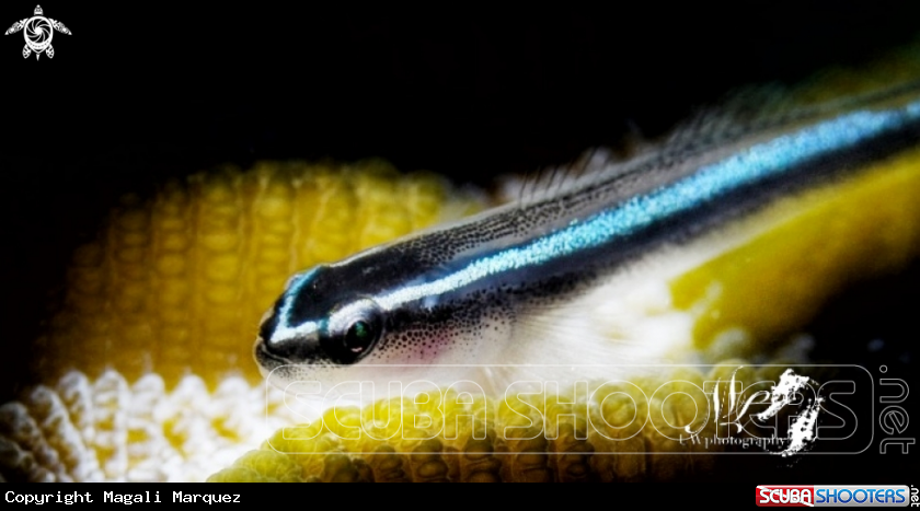 A Neon Goby