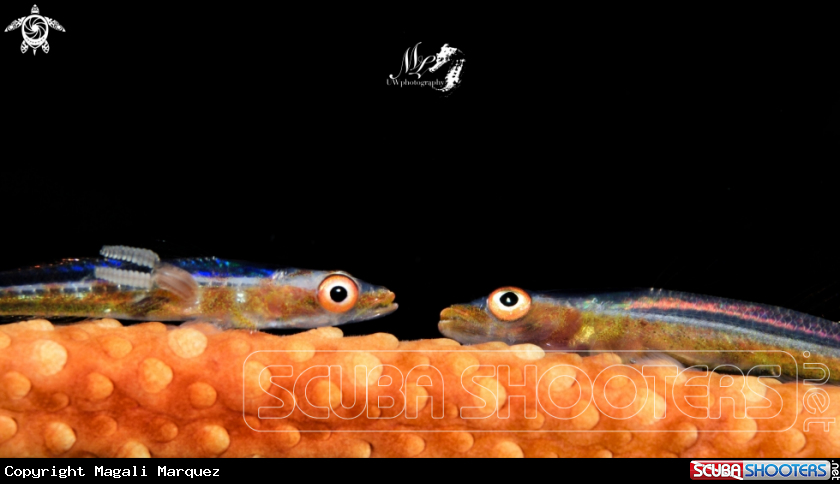 A Sea whip goby