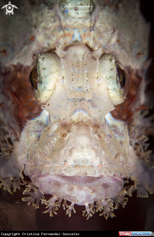 A Scorpion fish