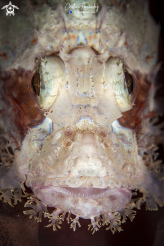 A  Scorpaenopsis papuensis | Scorpion fish