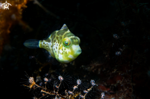 A Mimic filefish