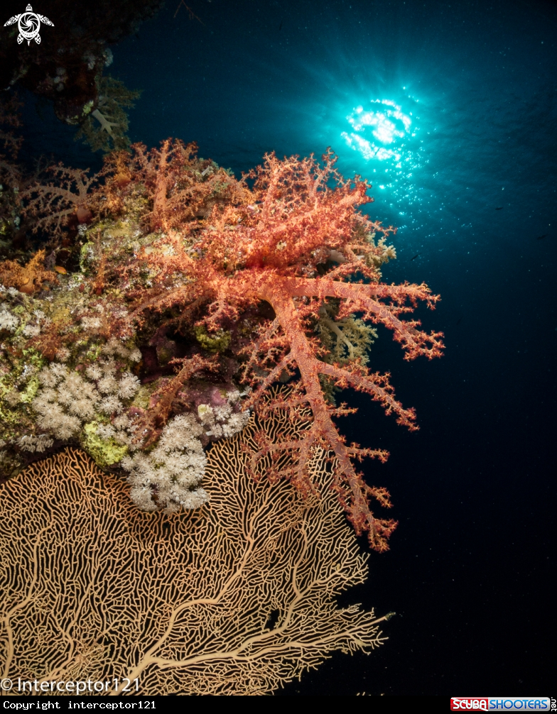 A Magic Soft Coral of the Red Sea (Dendronephtia)