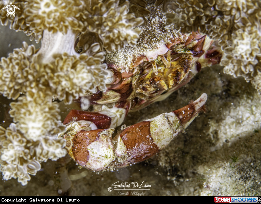A Harlequin swimming crab