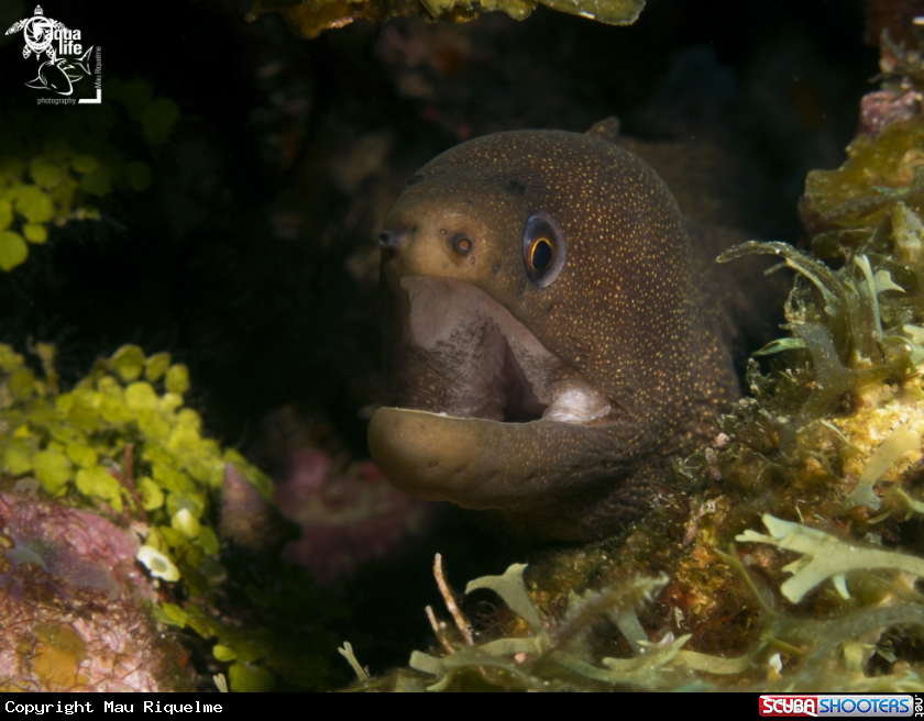 A Goldentail Moray