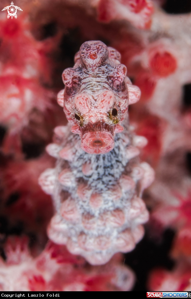 A Seahorse Pygmy 