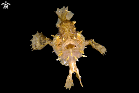 A Sargassumfish 
