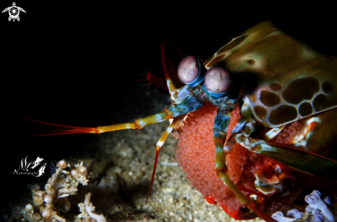 A Odontodactylus scyllarus  | Mantis Shrimp 