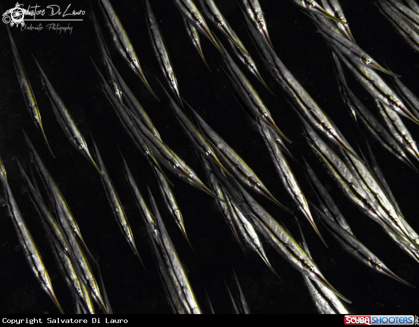 A Grooved razor fishes