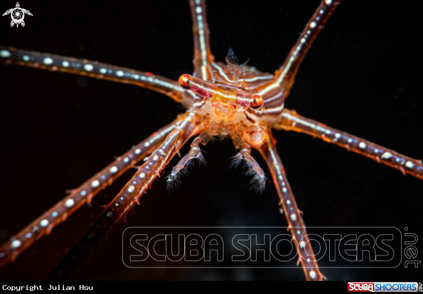 A Spider squat lobster