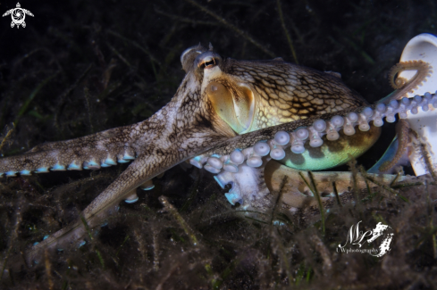 A Amphioctopus marginatus   | Coconut octopus 
