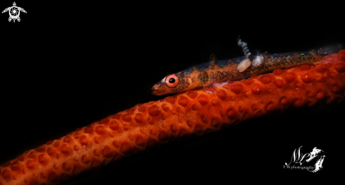 A Bryaninops | Whip coral Goby 
