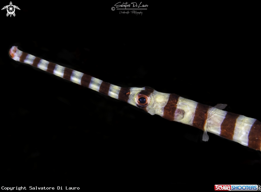 A Ringed pipefish 