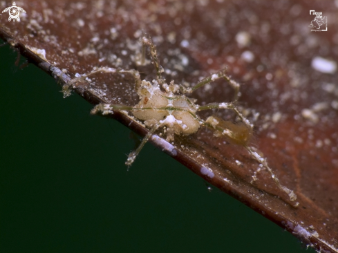 A Anoplodactylus sp. | Caribbean Sea Spider