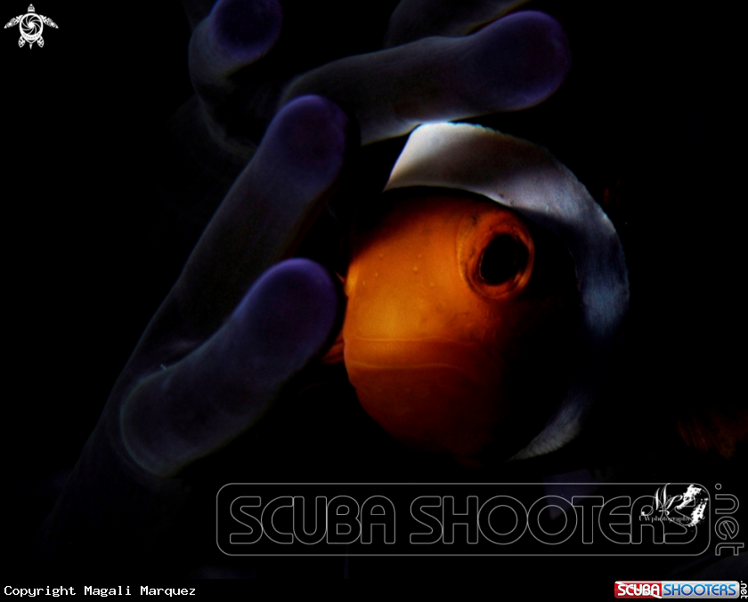 A Clownfish with Retra snoot 