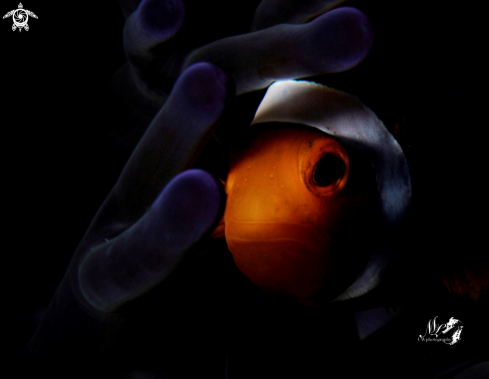 A Amphiprioninae  | Clownfish with Retra snoot 