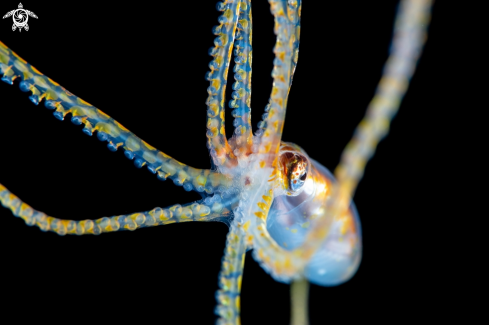 Long Arm Octopus
