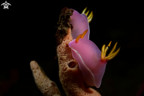A Hypselodoris bullockii | Nudibranch